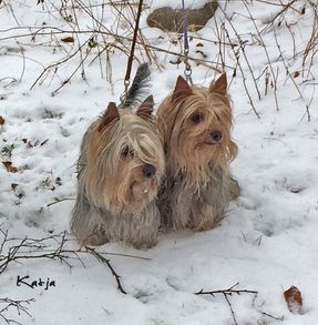 Wilma & Bamse på vintern
